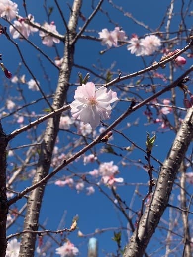 美しい桜の写真
